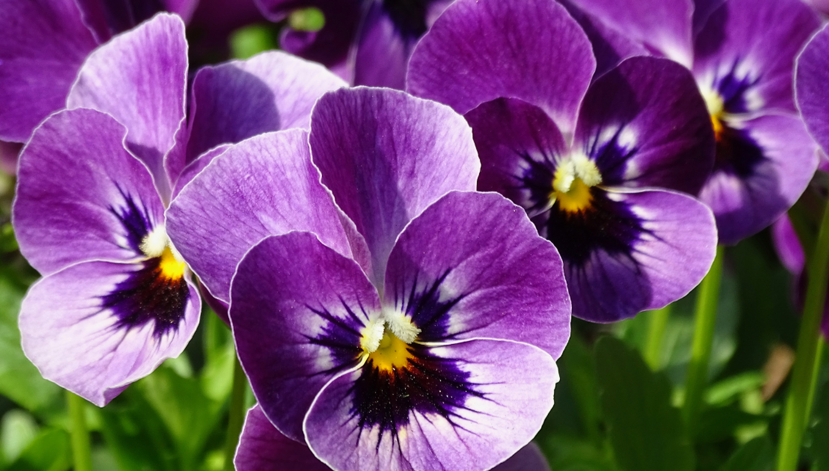 A close up image of group of purple pansies in a green garden