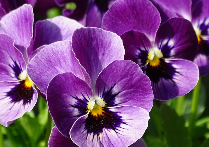 A close up image of group of purple pansies in a green garden