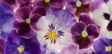 A close-up of purple pansies