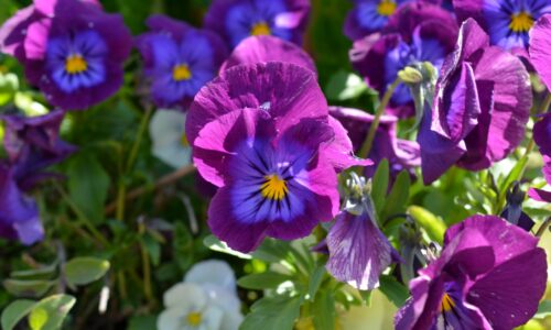 Set up a pansy tribute fund for Pancreatic Cancer Action