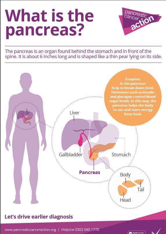 PCA 'what is the pancreas?' poster