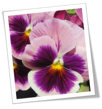 Pansy Tribute with Pancreatic Cancer Action