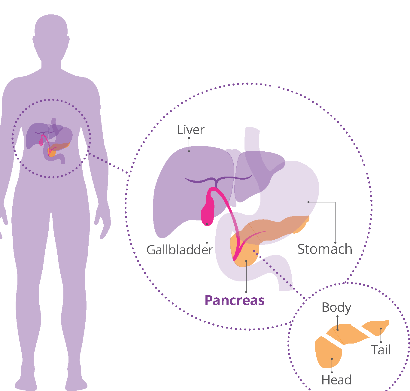 Location of the pancreas