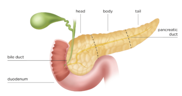 What is the pancreas?