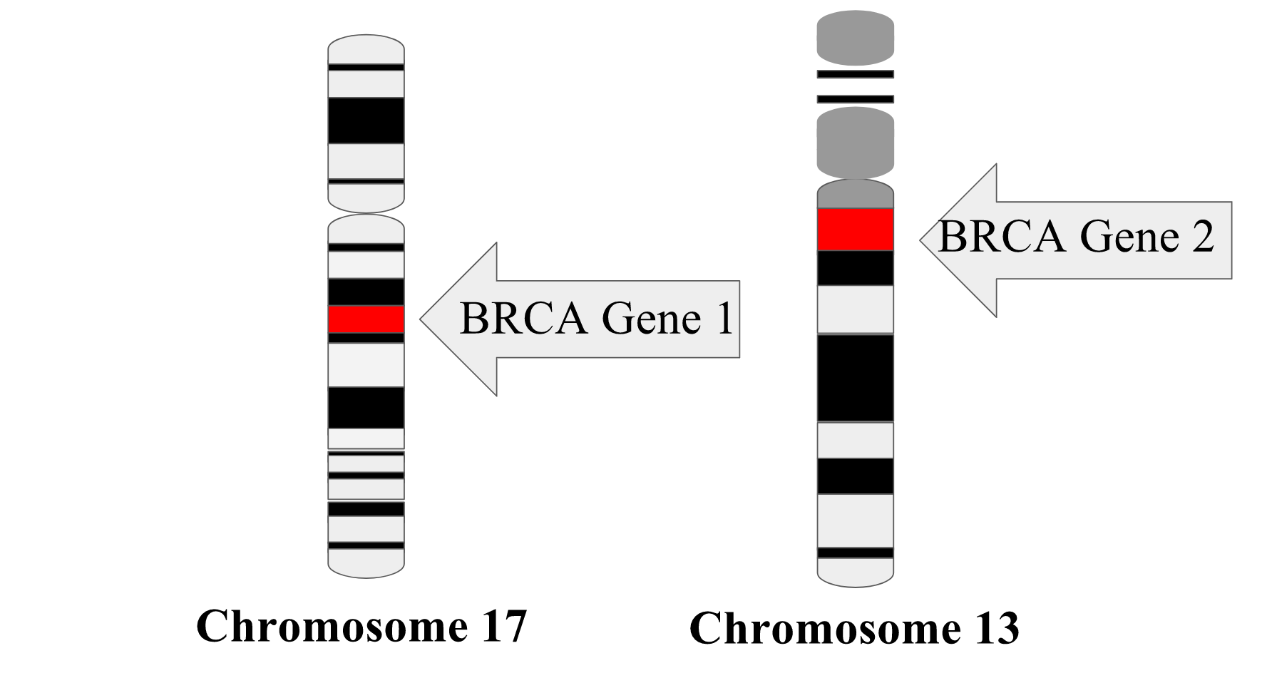 BRCA Genes